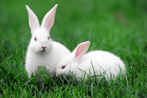 Tow white rabbits on the grass