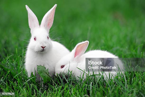 Foto de White Rabbitsxg e mais fotos de stock de Coelho - Animal - Coelho - Animal, Dois Animais, Lagomorfos