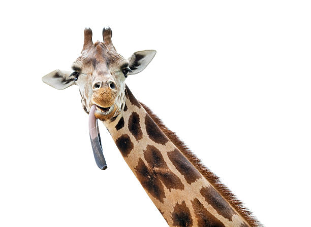 Girafa com Colocar a língua para fora - foto de acervo
