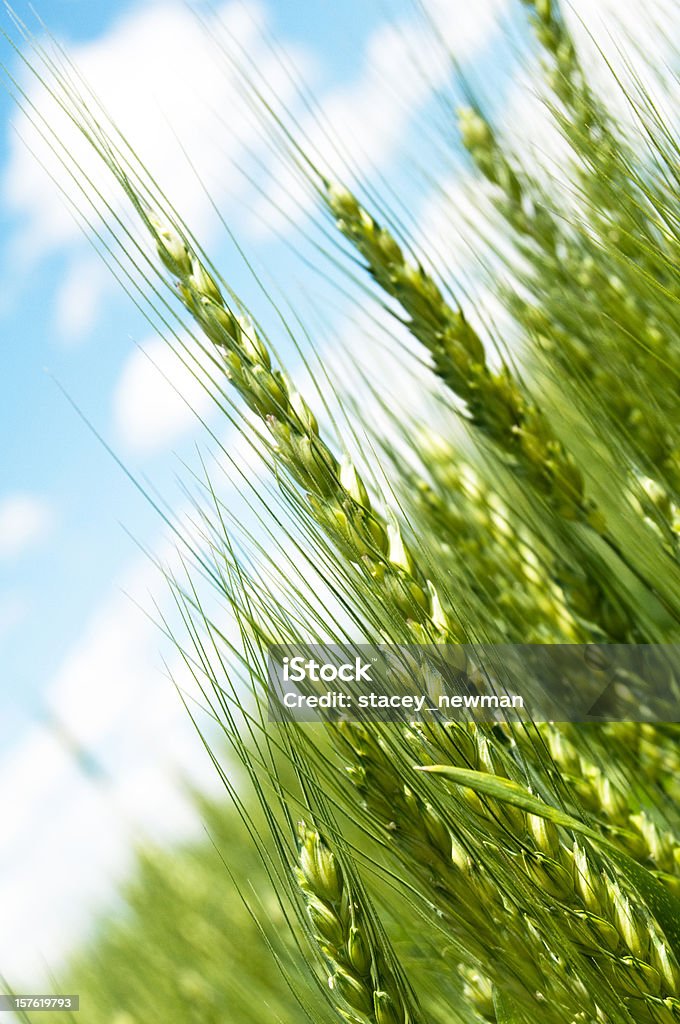 La agricultura, en el campo de flor, cielo perfecto - Foto de stock de Agricultura libre de derechos