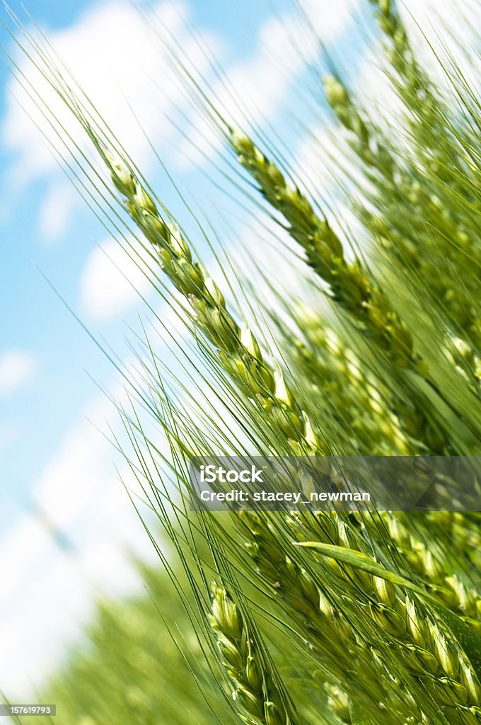 Agriculture, le champ de céréales, ciel parfait - Photo de Agriculture libre de droits