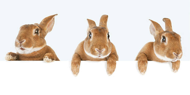 Rabbits holding a banner Three Rabbits holding a white banner animal ear stock pictures, royalty-free photos & images