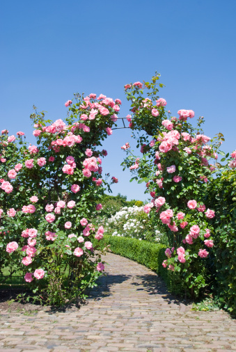 Gate of blooming pink roses under a clear blue sky to enter a rose garden.