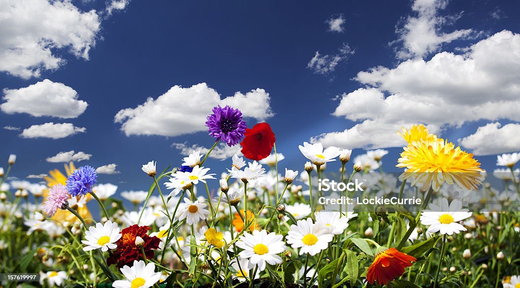 Meadow - Foto stock royalty-free di Papavero - Pianta