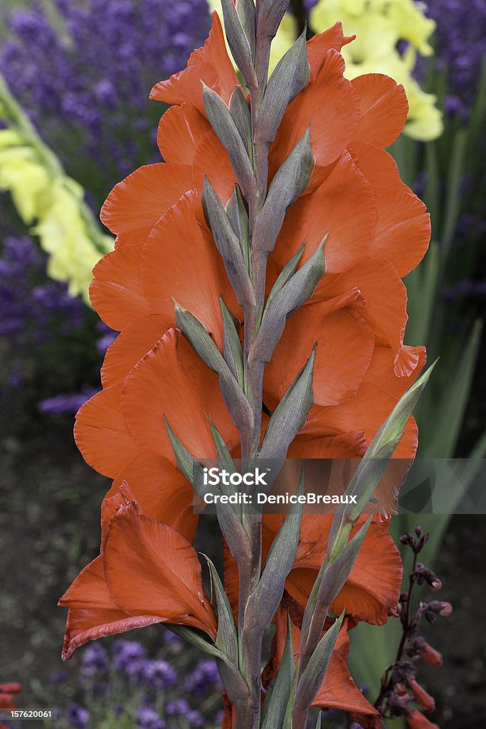 Red Gladiole - Lizenzfrei Baumblüte Stock-Foto