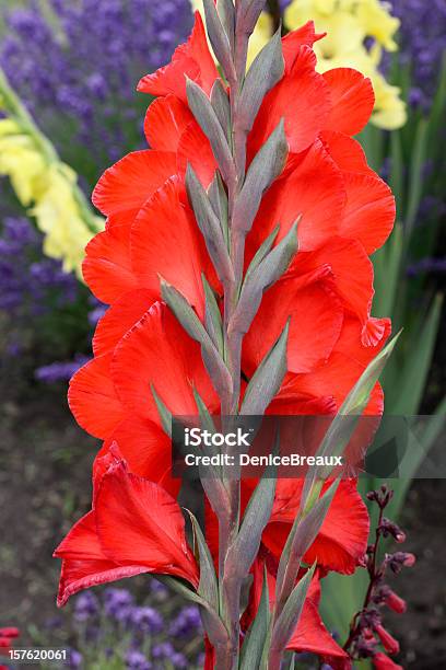 Red Gladiole Stockfoto und mehr Bilder von Baumblüte - Baumblüte, Blatt - Pflanzenbestandteile, Blume