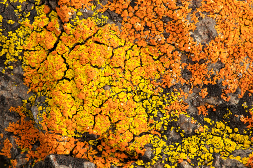 A background pattern or Texture image made from Yellowstone moss rock.