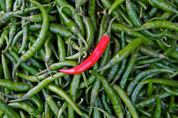 Individual red chili standing out on green chillies stock photo