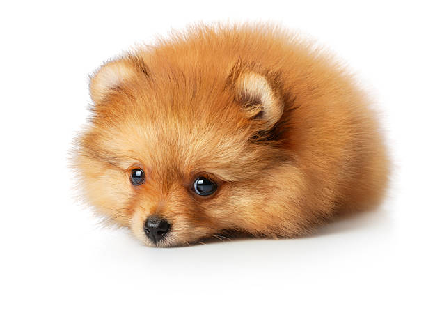 Triste chiot spitz - Photo