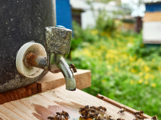 istock Bees drink water from a drinking bowl in an apiary. Care and work with bees. Making honey. Apiculture. 1576203659