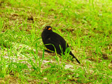 Photo of a male black bird on the grass.