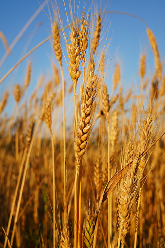 Ripe ears of wheat at harvest time in summer