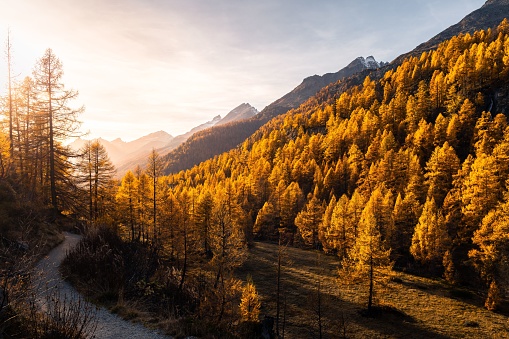 Landscape view of an autumn sunset over the Loetschental valley and its golden larches in Wallis, Switzerland