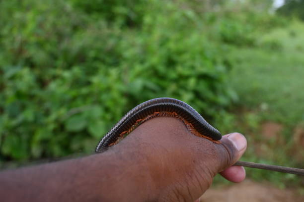 istock Millipede in rainy season. 1576220623