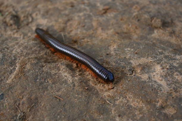 istock Millipede in rainy season. 1576220624