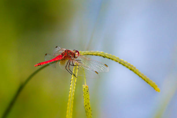 Free Stock Photo of Red Dragonfly Perched on Branch | Download Free ...