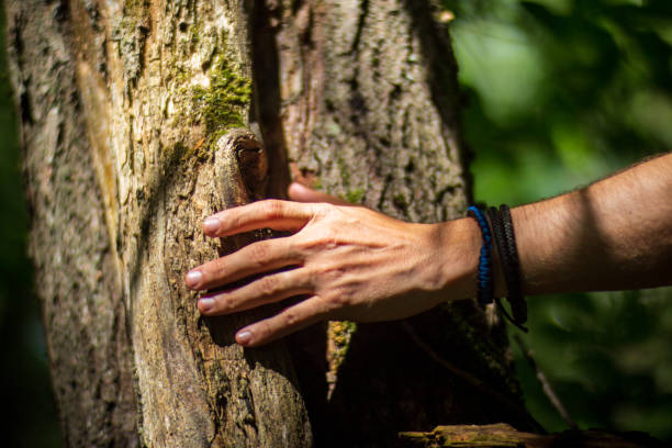 istock A man's hand touch the tree trunk close-up. Bark wood.Caring for the environment. The ecology concept of saving the world and love nature by human 1576227154