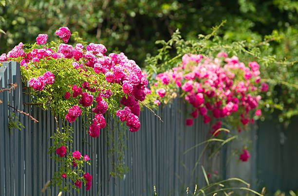 istock Pink roses on the fence 157622721