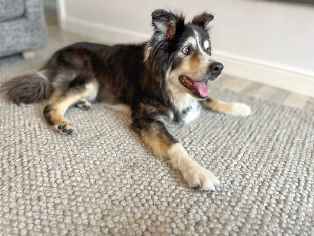 istock Border Collie on rug portrait 1576227901