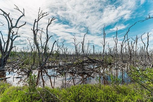 Everglade National Park