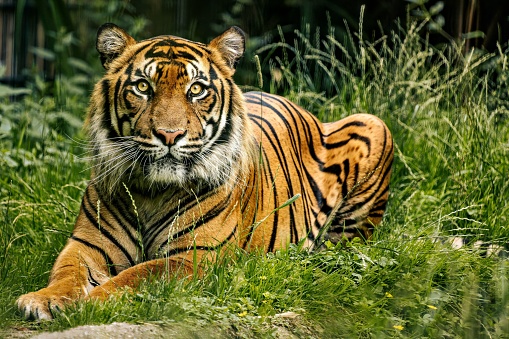 A majestic Bengal tiger lounges in the lush green grass in its zoo enclosure