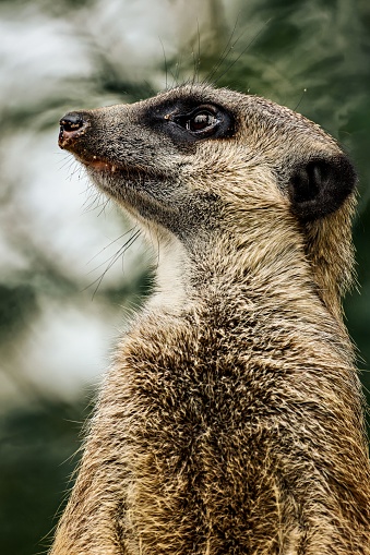 An adorable meerkat perched on the ground looking aside on blurred background