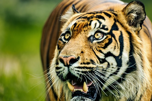 A large Bengal Tiger is snarling with bared teeth, facing an off-camera threaty
