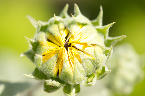 Macrophotography of a sunflower bud.