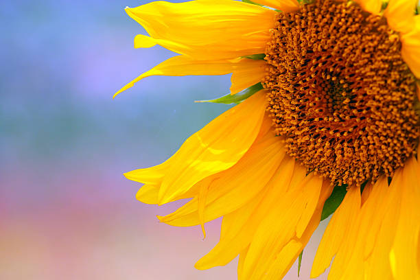 SUNFLOWER stock photo