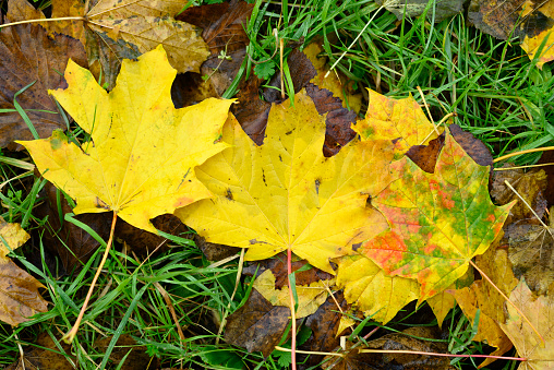 Vibrant leaves in Autumn Season on trees and carpeting the ground in hues.
