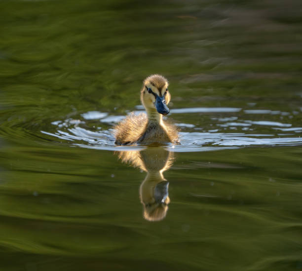 Cute duckling from blond Mallard Duck in Frognerkilen bay, Oslo Fjord