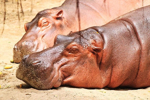 Dos hippopotamuses - foto de stock