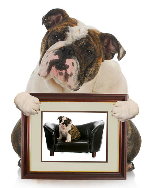 istock young puppy grown dog 157624460
