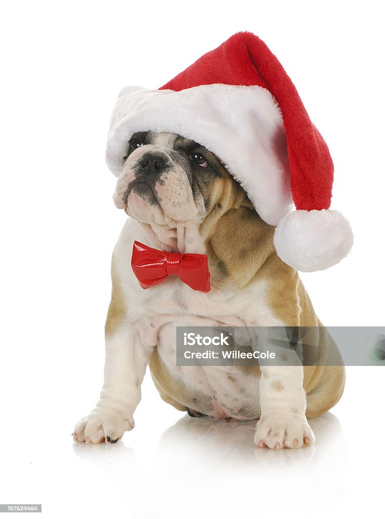 santa puppy santa puppy - english bulldog wearing santa hat and bowtie with reflection on white background Christmas Stock Photo