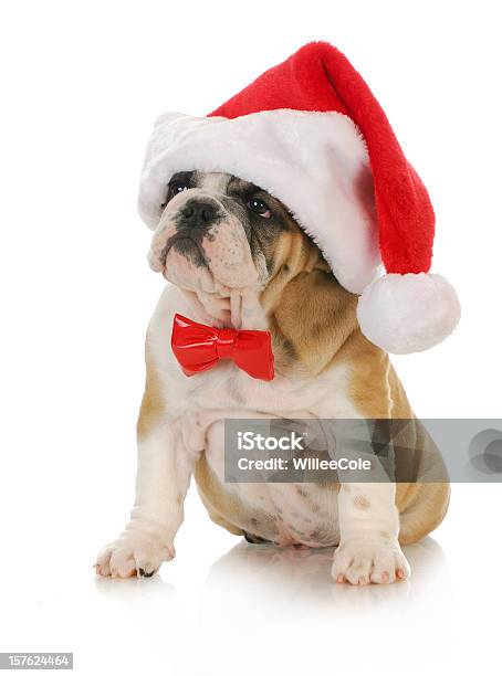 Santa Puppy Stock Photo - Download Image Now - Christmas, Dog, Bow Tie