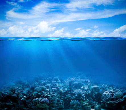 Arrecife de coral bajo el agua con vista panorámica y fondo marino con superficie del agua photo