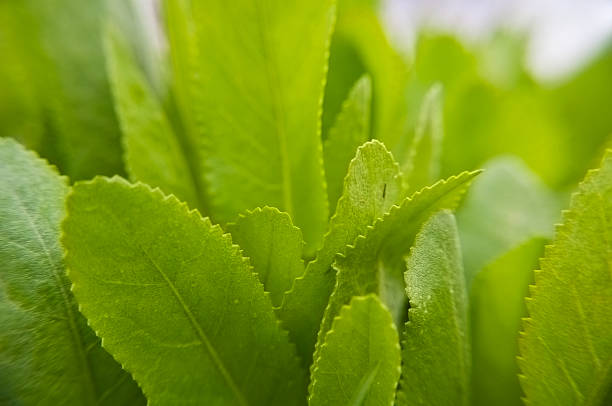 Leafs - foto stock