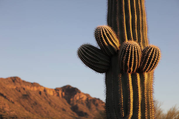istock New Saguaro growth at sunset 157625229