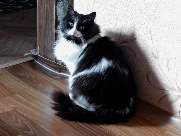 istock Domestic black and white cat. 1576252964