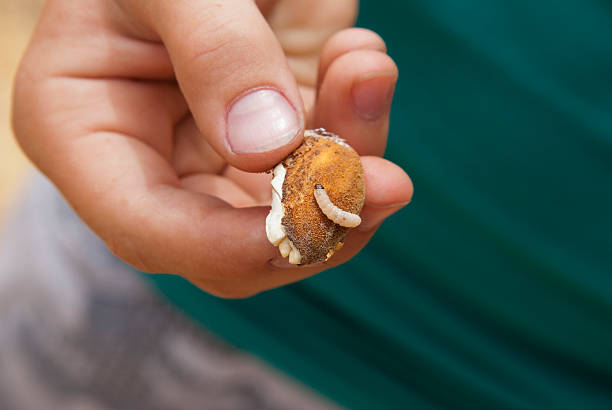 Maggot On An Almond stock photo