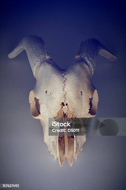 Czaszka Zwierzęcia - zdjęcia stockowe i więcej obrazów Agresja - Agresja, Anatomia człowieka, Biologia - Nauka