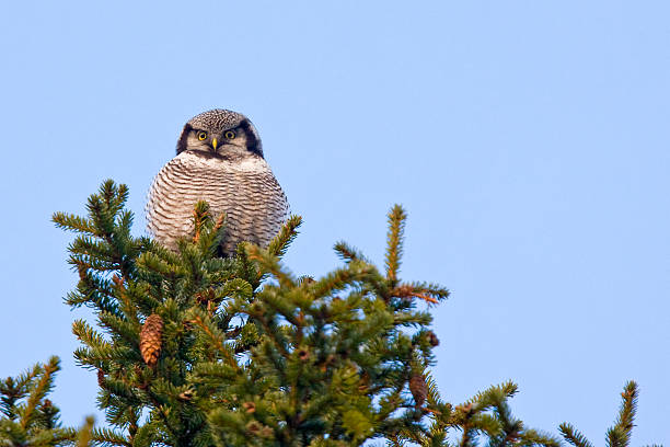 coruja-gavião - northern hawk owl - fotografias e filmes do acervo