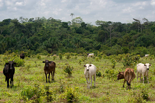 Livestock in the Brazilian Amazon