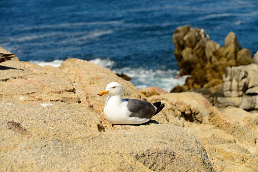 Patient Seagull Asilomar State Marine Reserve Monterey Bay California