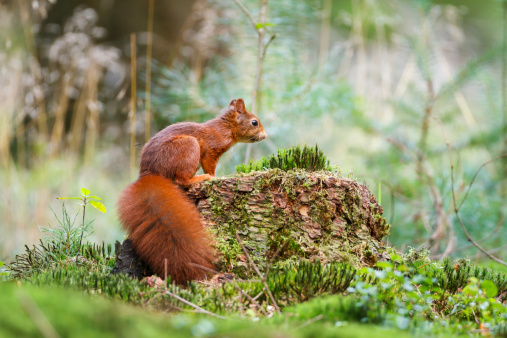 Red Squirrel sitting on a moss covered tree stump