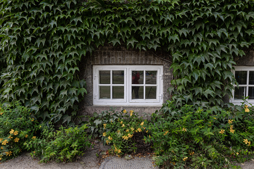 White window frame surrounded by green leaves.