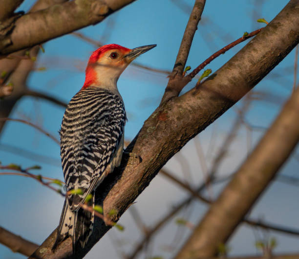 istock Red Bellied Woodpecker 1576302606