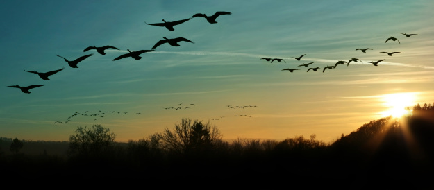 flock of migrating canada geese flying at sunset