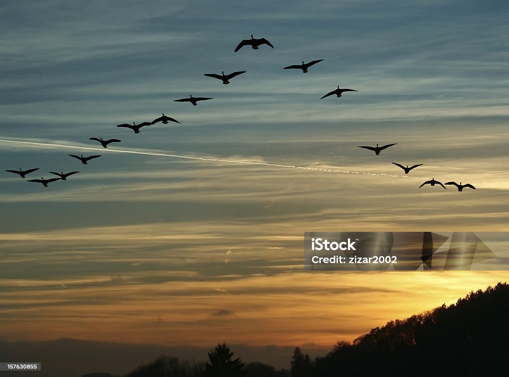 Bird Migration at Sunset flock of migrating canada geese flying at sunset in a V formation Goose - Bird Stock Photo