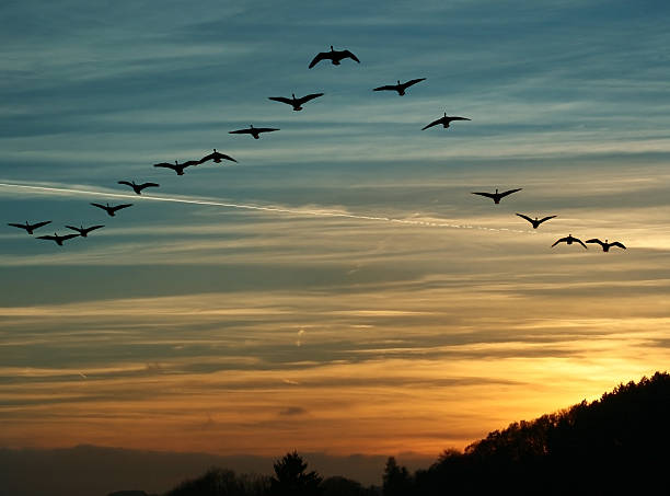 Bird Migration at Sunset flock of migrating canada geese flying at sunset in a V formation canada goose photos stock pictures, royalty-free photos & images